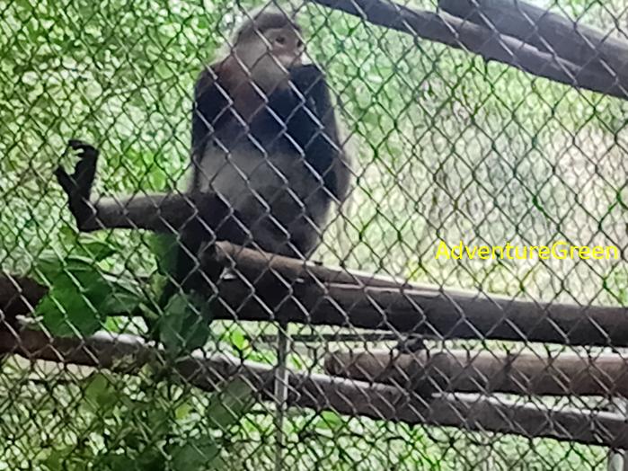 Black-shanked doucs at Cuc Phuong National Park, Ninh Binh Province, Vietnam Black-shanked doucs at Cuc Phuong National Park, Ninh Binh Province, Vietnam
